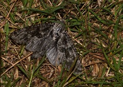 Prionoxystus robiniae