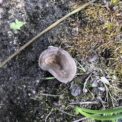 Entoloma edulis