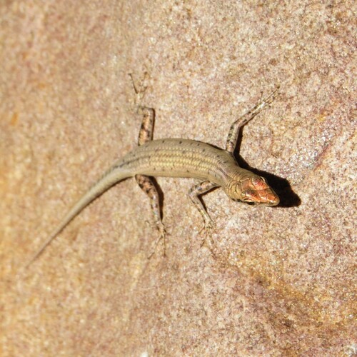 Juno’s snake-eyed skink, Cryptoblepharus juno