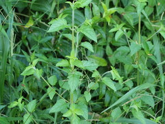 Pectinate Hedge-parsley (Mesosphaerum pectinatum)