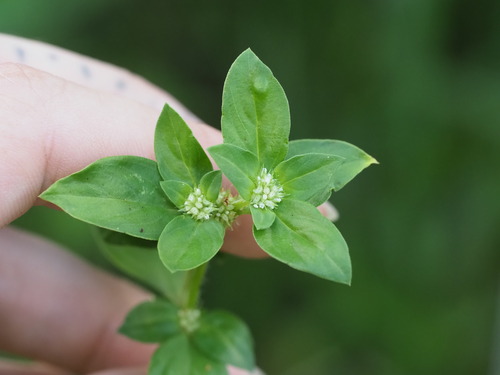 Spermacoce exilis observed 2024-07-09