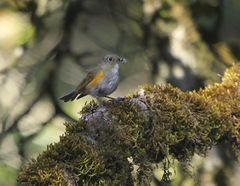 Tarsiger rufilatus