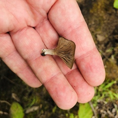 Entoloma edulis