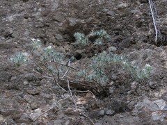 Cnidoscolus egregius