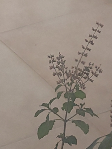 Ocimum tenuiflorum