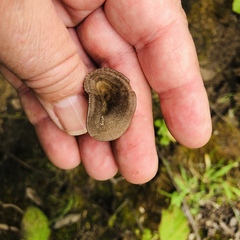 Entoloma edulis