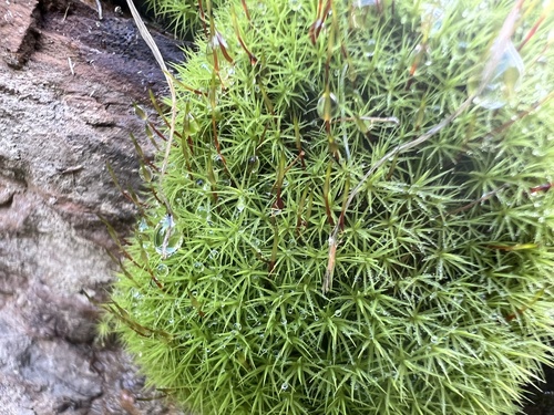 Bartramia robusta observed 2024-07-14