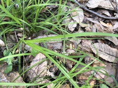 Carex globosa