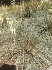 Festuca californica