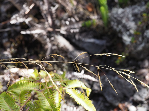 Image of Deschampsia nubigena by (c) Kevin Faccenda, some rights reserved (CC BY)