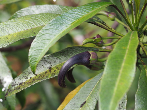 Image of Clermontia peleana by (c) Kevin Faccenda, some rights reserved (CC BY)