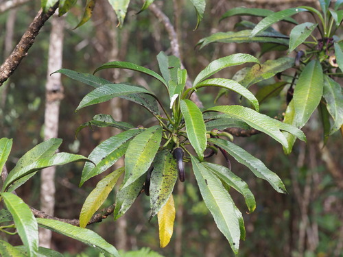 Image of Clermontia peleana by (c) Kevin Faccenda, some rights reserved (CC BY)
