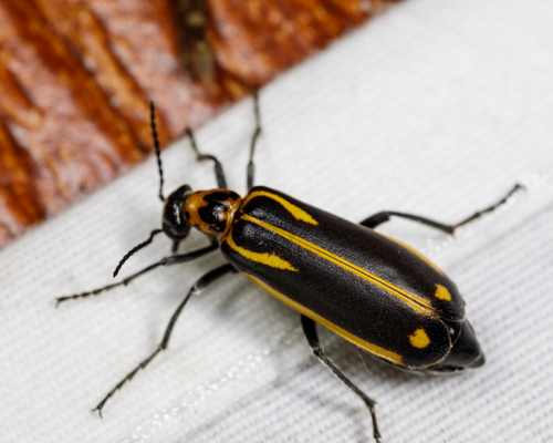 Yellow-crescent Blister Beetle photo 3