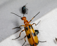 Pyrota fasciata