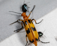 Pyrota fasciata