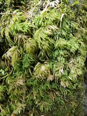Thamnobryum