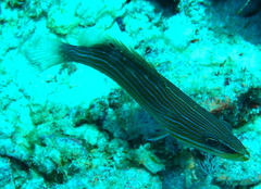 Anyperodon leucogrammicus