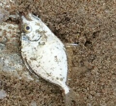 Dussumier's Ponyfish photo 2