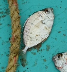 Dussumier's Ponyfish photo 1