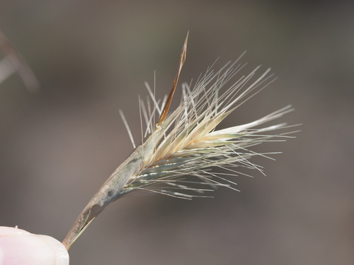 Hordeum murinum observed 2024-07-10