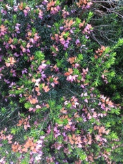 Erica cinerea