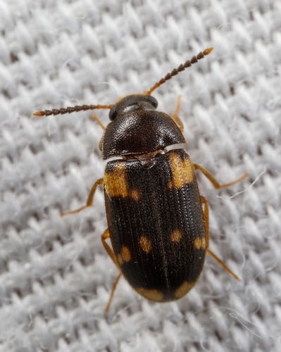 Mycetophagus serrulatus (Casey, 1900)