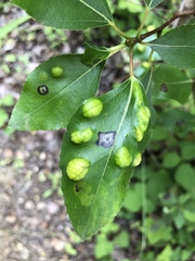 Taphrina populi-salicis