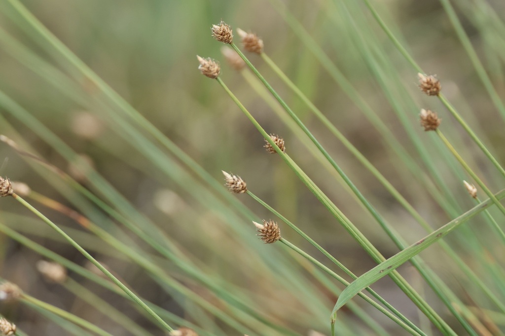 Capitate Sedge