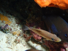 Anyperodon leucogrammicus