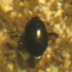 Rhantus atricolor