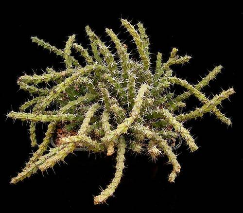 Euphorbia petricola