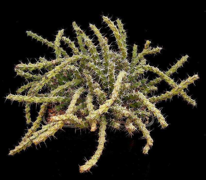 Euphorbia petricola
