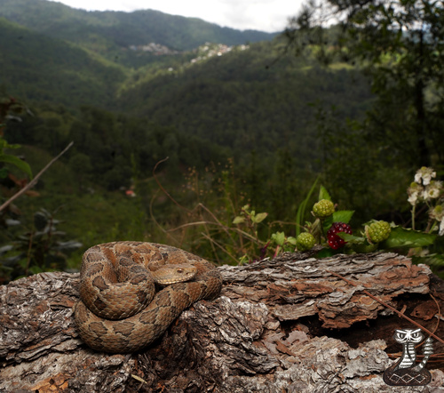 Guerreran Pygmy Rattlesnake