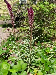 Lysimachia atropurpurea