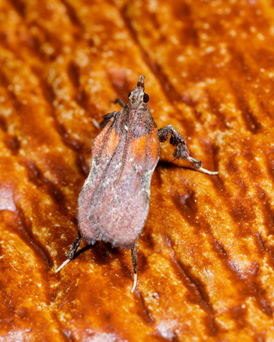 Boxwood Leaftier Moth photo 5