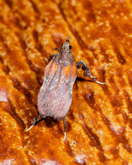 Galasa nigrinodis