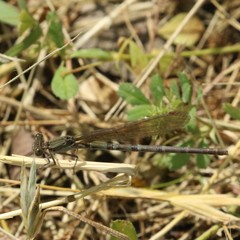 Argia sedula