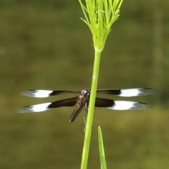 Libellula luctuosa
