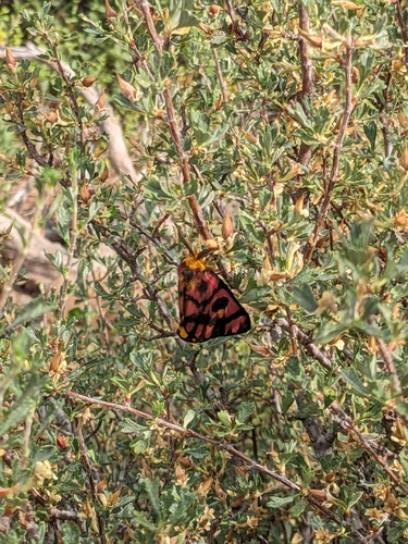 iNaturalist observation photo of Western Sheep Moth