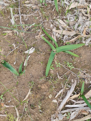 Foto de Chamaescilla corymbosa
