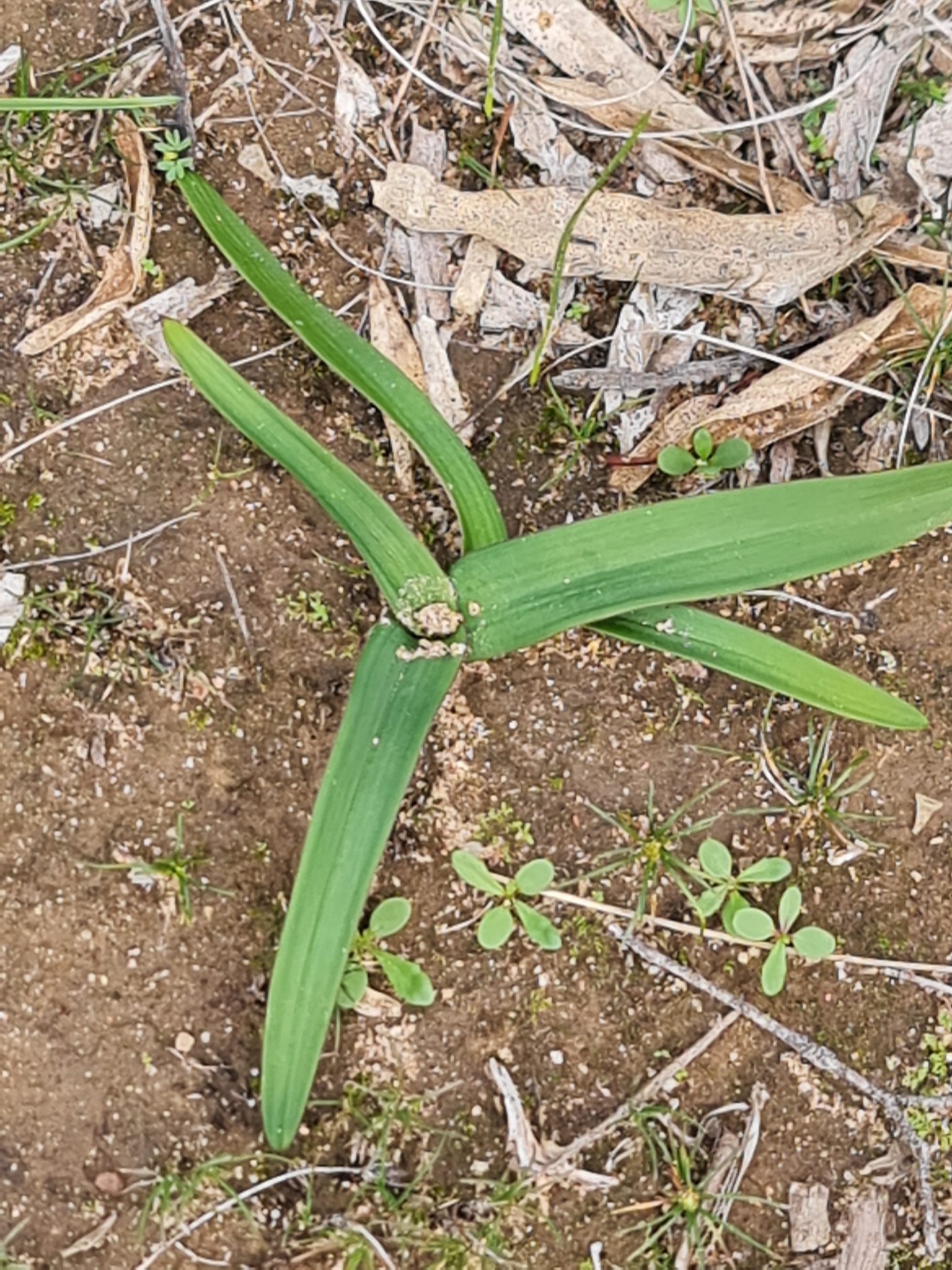 Imagem de Chamaescilla corymbosa não possui um nome popular amplamente reconhecido no Brasil