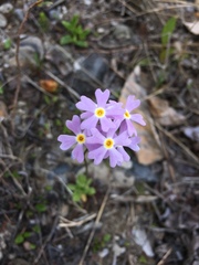Primula mistassinica