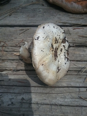 Agaricus moronii