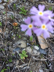 Primula mistassinica