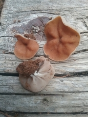Gyromitra perlata