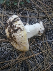 Gemmatae