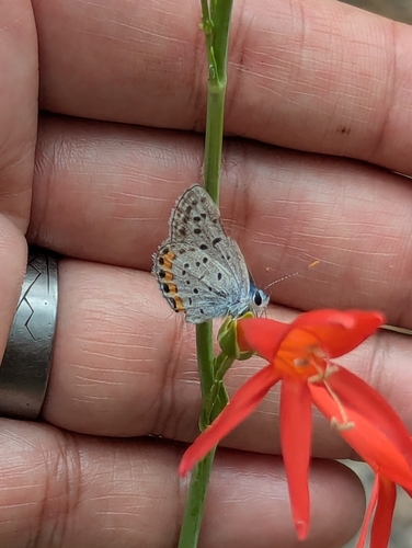 iNaturalist observation photo of Lupine Blue
