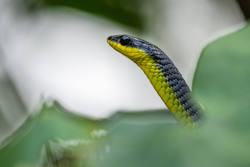 Common Tree Snake sighting