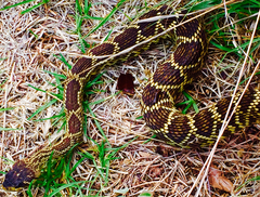 Crotalus molossus nigrescens