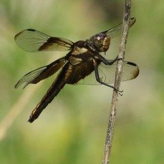 Libellula luctuosa
